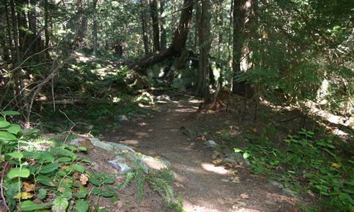 colvin_creek-triangle_lake_trails 004